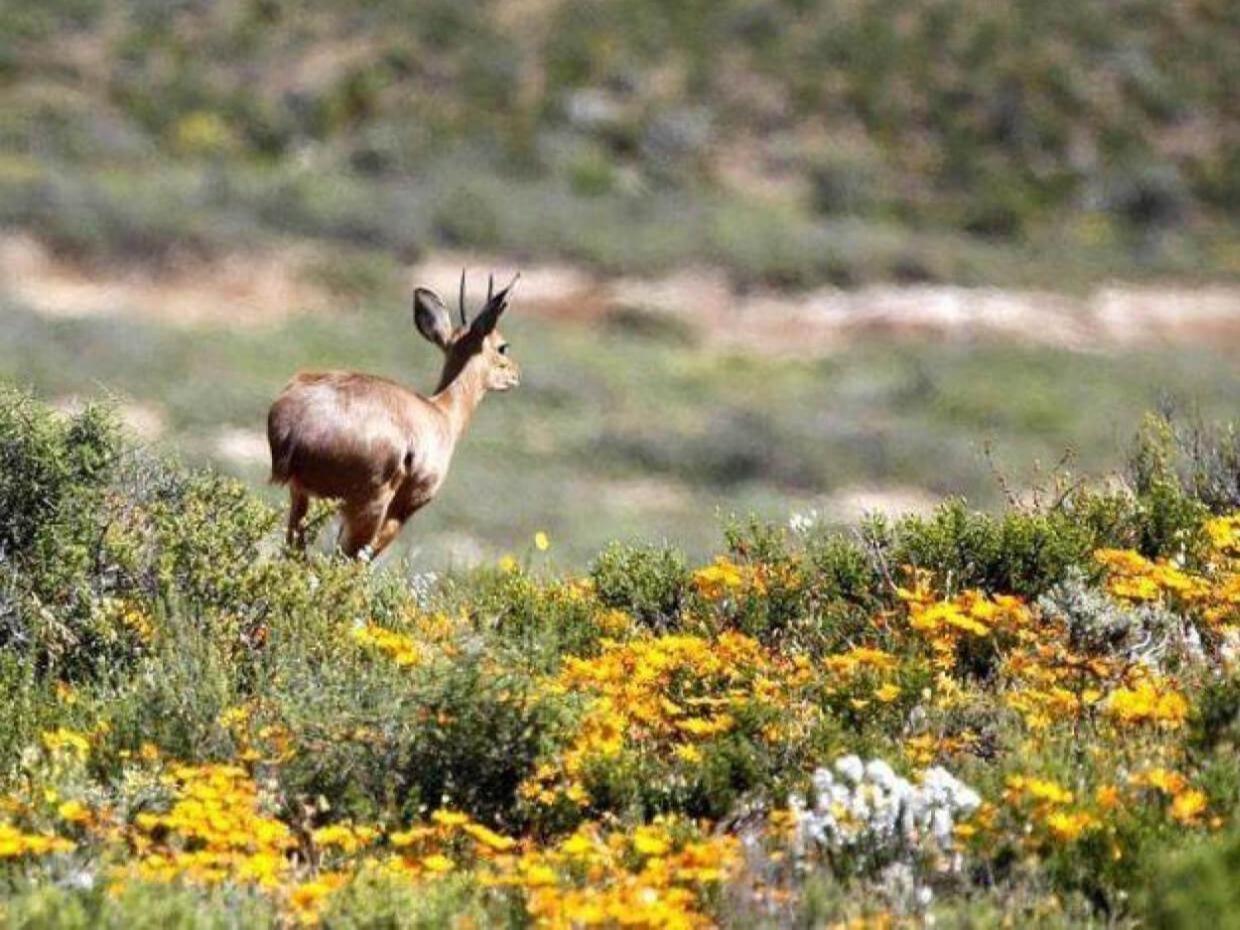 Aardvark Bioreserve 라디스미스 외부 사진