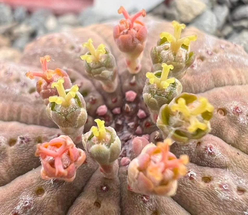 Aardvark Bioreserve 라디스미스 외부 사진